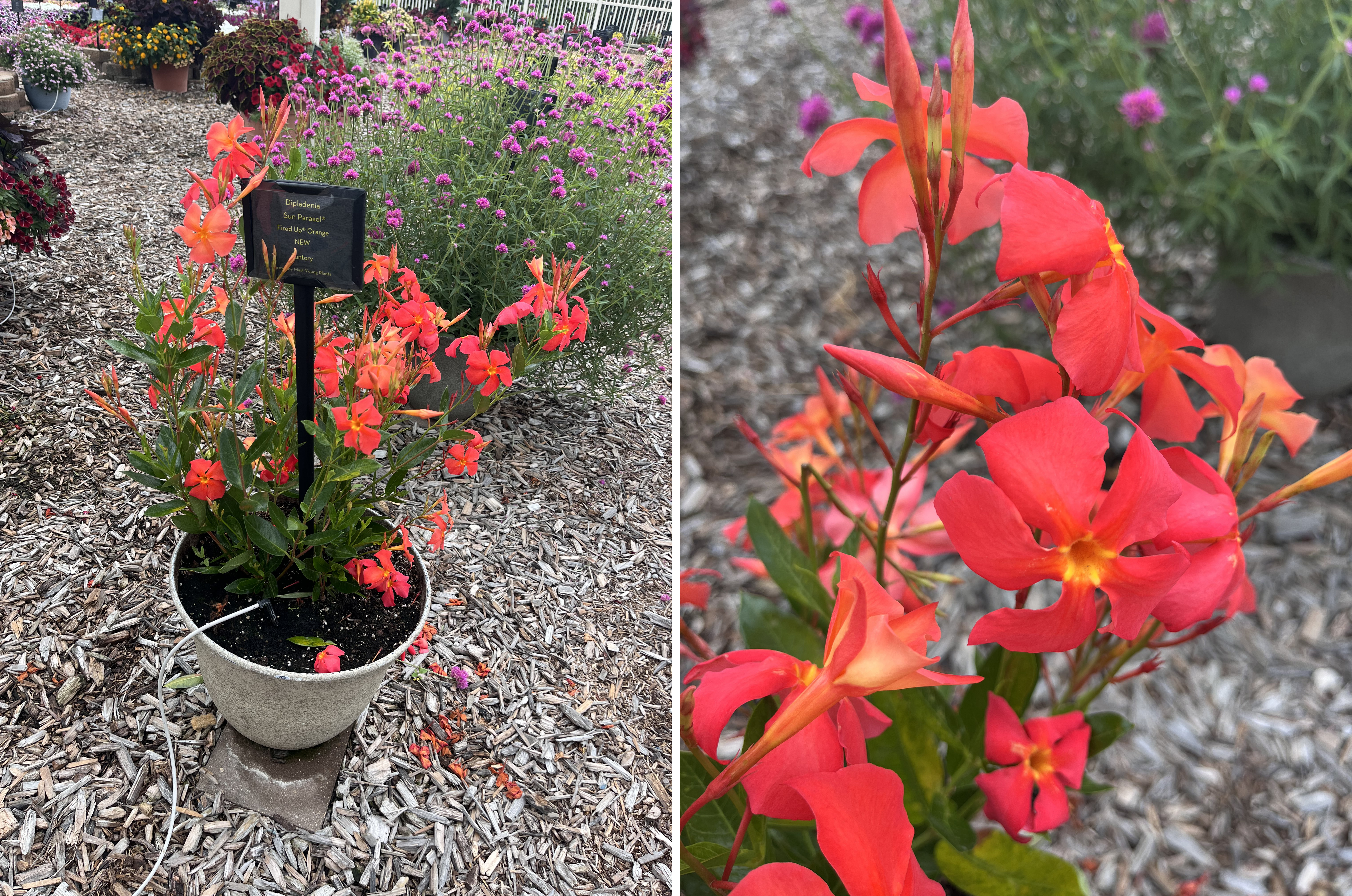 Two views of Dipladenia Sun Parasol ‘Fired Up Orange.’ Left: A container plant with clusters of bright red-orange blooms and dark green leaves, labeled with a sign. Right: A close-up of vivid trumpet-shaped orange-red flowers.